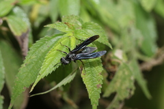 Synoeca