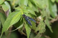 Synoeca