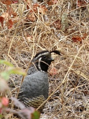 Callipepla californica