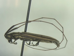 Hippopsis lemniscata