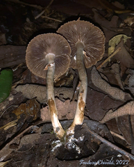 Agrocybe acericola