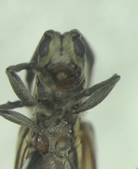 Hippopsis lemniscata