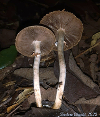 Agrocybe acericola