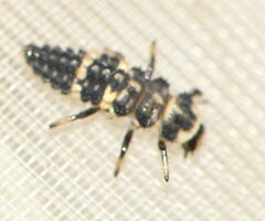 Ceratomegilla alpina