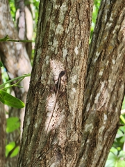 Anolis sagrei