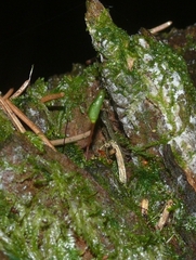 Buxbaumia viridis