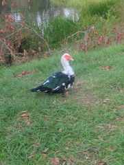 Cairina moschata domestica
