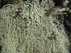 Usnea articulata