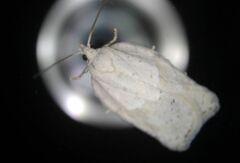 Acleris logiana