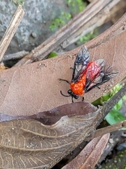 Argidae