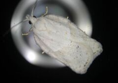 Acleris logiana