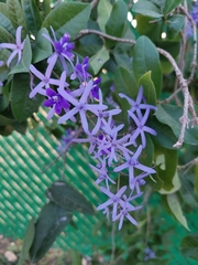 Petrea volubilis