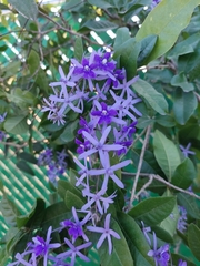 Petrea volubilis