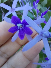 Petrea volubilis