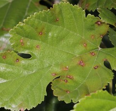 Neophloeospora maculans