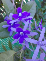 Petrea volubilis