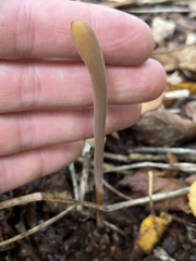 Macrotyphula fistulosa