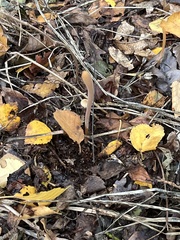 Macrotyphula fistulosa