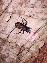 Acanthaspis
