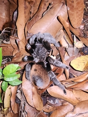 Tliltocatl epicureanus