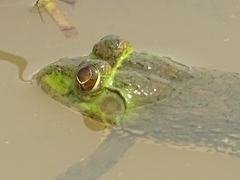 Hoplobatrachus occipitalis