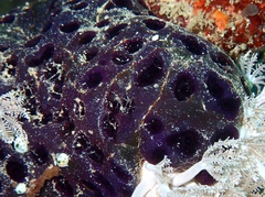 Eudistoma