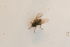 Muscidae