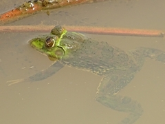 Hoplobatrachus occipitalis