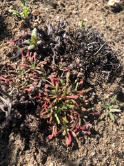 Plantago coronopus