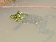 Hoplobatrachus occipitalis