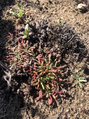 Plantago coronopus