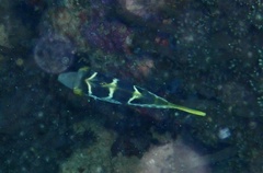 Paraluteres prionurus