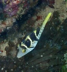 Paraluteres prionurus