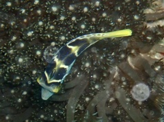 Paraluteres prionurus