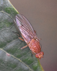 Suillia