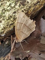 Taygetis rufomarginata