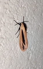 Creatonotos gangis-interrupta agg