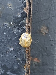 Paropsisterna m-fuscum