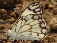 Belenois