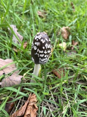 Coprinopsis picacea