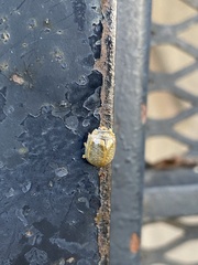 Paropsisterna m-fuscum