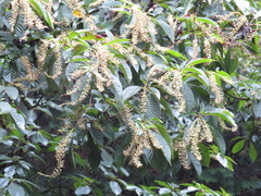 Clethra barbinervis