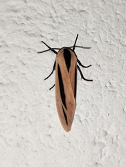 Creatonotos gangis-interrupta agg