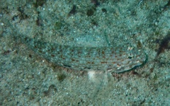 Istigobius decoratus