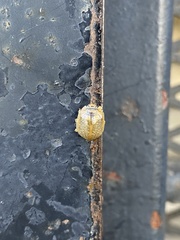 Paropsisterna m-fuscum