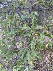 Quercus gravesii