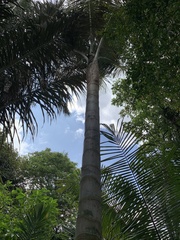 Ceroxylon echinulatum