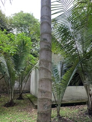 Ceroxylon echinulatum