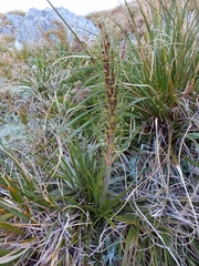 Aciphylla crenulata