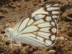 Belenois